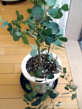 プルイノサ (Eucalyptus pruinosa)