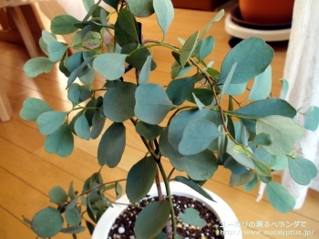 プルイノサ (Eucalyptus pruinosa)