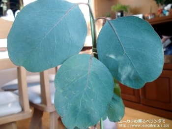 プルイノサ (Eucalyptus pruinosa)