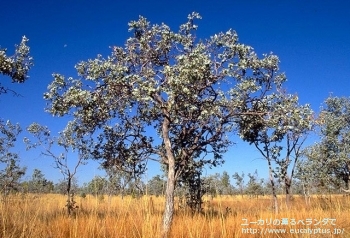 プルイノサ (Eucalyptus pruinosa)