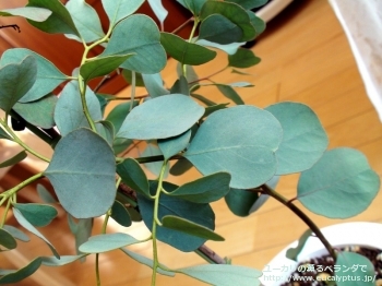 プルイノサ (Eucalyptus pruinosa)