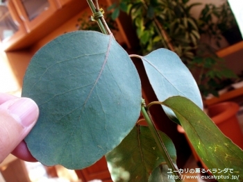 プルイノサ (Eucalyptus pruinosa)