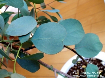 プルイノサ (Eucalyptus pruinosa)