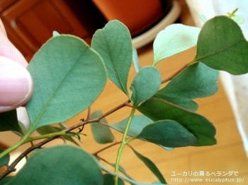 プルイノサ (Eucalyptus pruinosa)