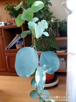 プルイノサ (Eucalyptus pruinosa)