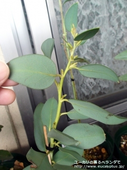 パウキフロ－ラ・デブーズビレイ (Eucalyptus pauciflora ssp. debeuzevillei)