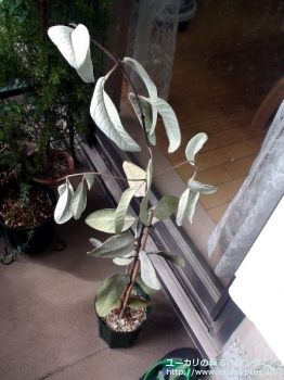 プレイシアナ (Eucalyptus preissiana)