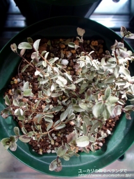 ベルニコサ (Eucalyptus vernicosa)