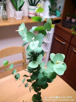 fancyboxセファロカルパ(Eucalyptus cephalocarpa)の画像1