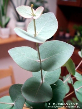 fancyboxセファロカルパ(Eucalyptus cephalocarpa)の画像2