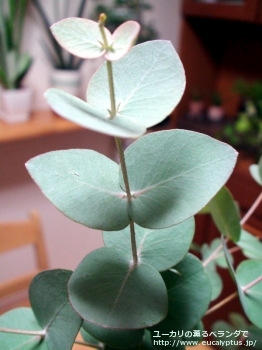 セファロカルパ (Eucalyptus cephalocarpa)