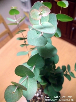 fancyboxセファロカルパ(Eucalyptus cephalocarpa)の画像3