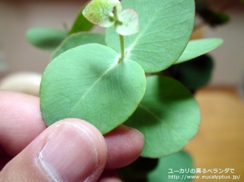 fancyboxセファロカルパ(Eucalyptus cephalocarpa)の画像5