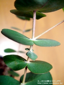 セファロカルパ (Eucalyptus cephalocarpa)