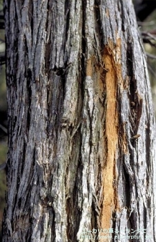 fancyboxセファロカルパ(Eucalyptus cephalocarpa)の画像7