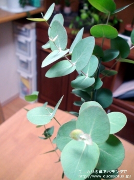 セファロカルパ (Eucalyptus cephalocarpa)