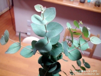 セファロカルパ (Eucalyptus cephalocarpa)