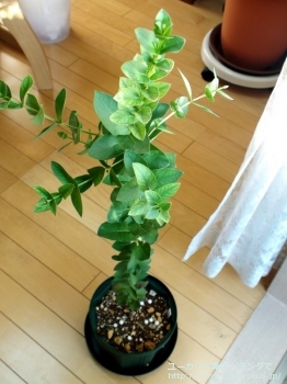 fancyboxサブクレヌラータ(Eucalyptus subcrenulata)の画像1