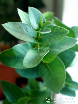 fancyboxサブクレヌラータ(Eucalyptus subcrenulata)の画像2