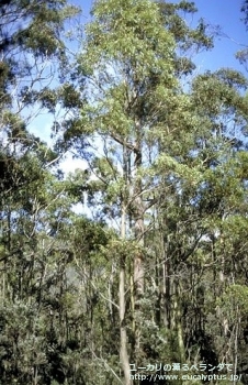 サブクレヌラータ (Eucalyptus subcrenulata)