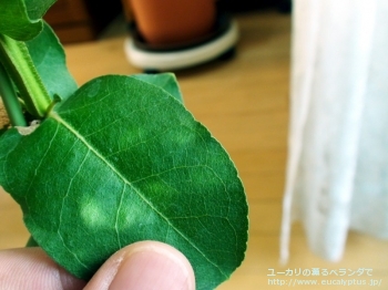 fancyboxサブクレヌラータ(Eucalyptus subcrenulata)の画像5