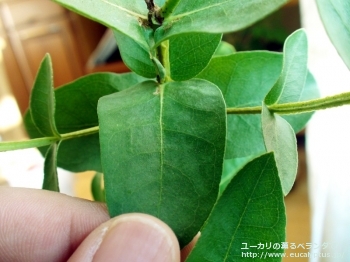 サブクレヌラータ (Eucalyptus subcrenulata)