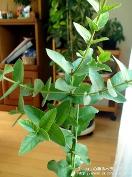 fancyboxサブクレヌラータ(Eucalyptus subcrenulata)の画像8