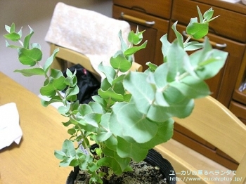 fancyboxコルダータ(Eucalyptus cordata)の画像1