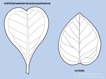 fancyboxコルダータ(Eucalyptus cordata)の画像2