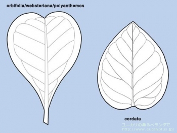 fancyboxコルダータ(Eucalyptus cordata)の画像2