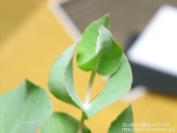 fancyboxコルダータ(Eucalyptus cordata)の画像3