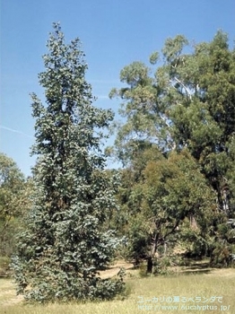 コルダータ (Eucalyptus cordata)