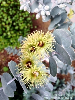 クルセアナ (Eucalyptus kruseana)