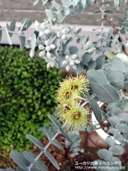 クルセアナ (Eucalyptus kruseana)