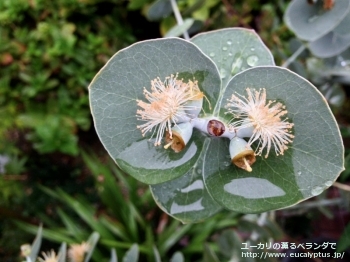 プルベルレンタ (Eucalyptus pulverulenta)