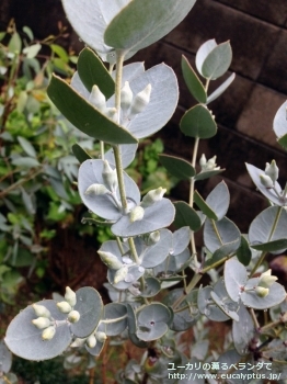 ウンキナータ (Eucalyptus uncinata)