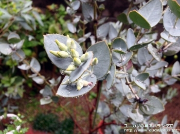 ウンキナータ (Eucalyptus uncinata)