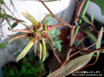 レーマニー (Eucalyptus lehmannii)