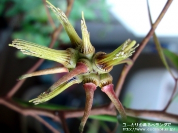 レーマニー (Eucalyptus lehmannii)