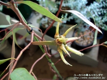 レーマニー (Eucalyptus lehmannii)