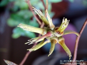 レーマニー (Eucalyptus lehmannii)