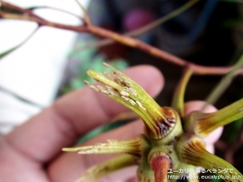 レーマニー (Eucalyptus lehmannii)