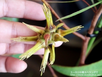 レーマニー (Eucalyptus lehmannii)