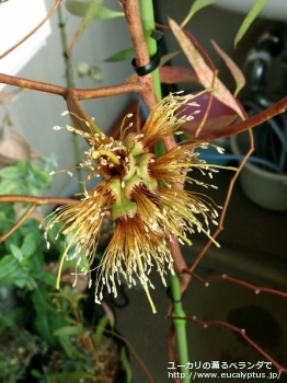 レーマニー (Eucalyptus lehmannii)