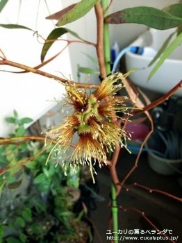 レーマニー (Eucalyptus lehmannii)