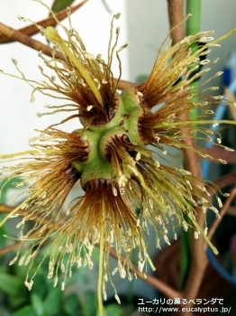 レーマニー (Eucalyptus lehmannii)