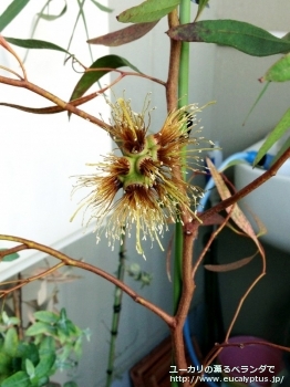 レーマニー (Eucalyptus lehmannii)