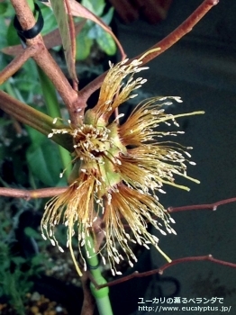 レーマニー (Eucalyptus lehmannii)