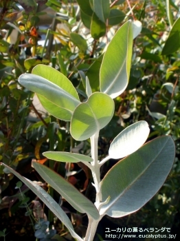 プレウロカルパ (Eucalyptus pleurocarpa)