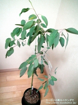 fancyboxデレガテンシス・タスマニエンシス(Eucalyptus delegatensis ssp. tasmaniensis)の画像1